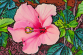 Hibiscus painting